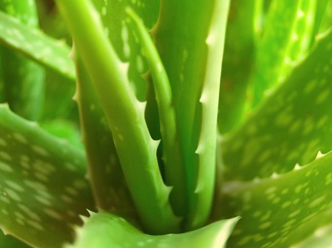 Aloe vera (Алоэ настоящее) | floristikus.ru