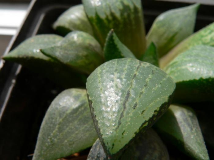 Haworthia emelyae var. comptoniana floristikus.ru