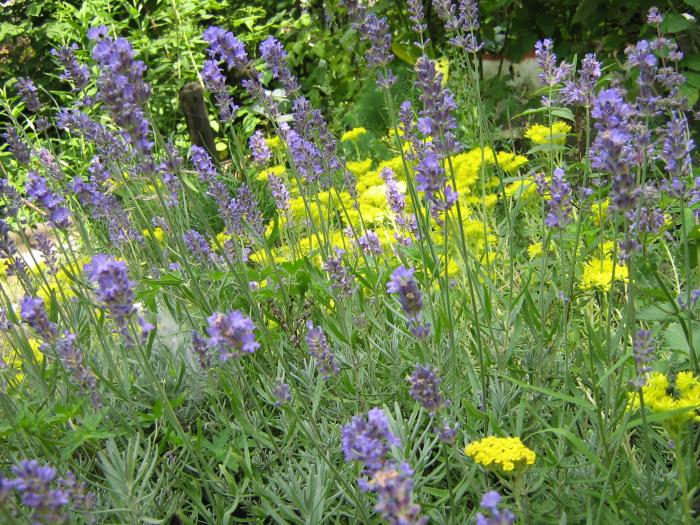 Lavandula angustifolia (Лаванда узколистная) | floristikus.ru