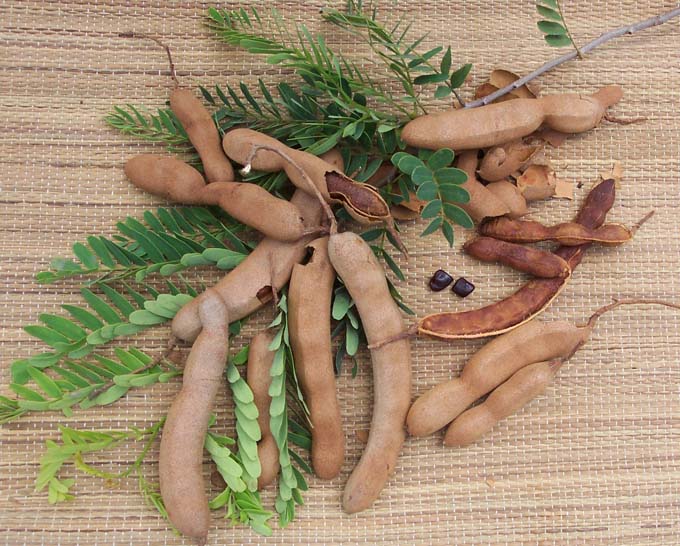 Tamarindus indica (Тамаринд индийский) | floristikus.ru